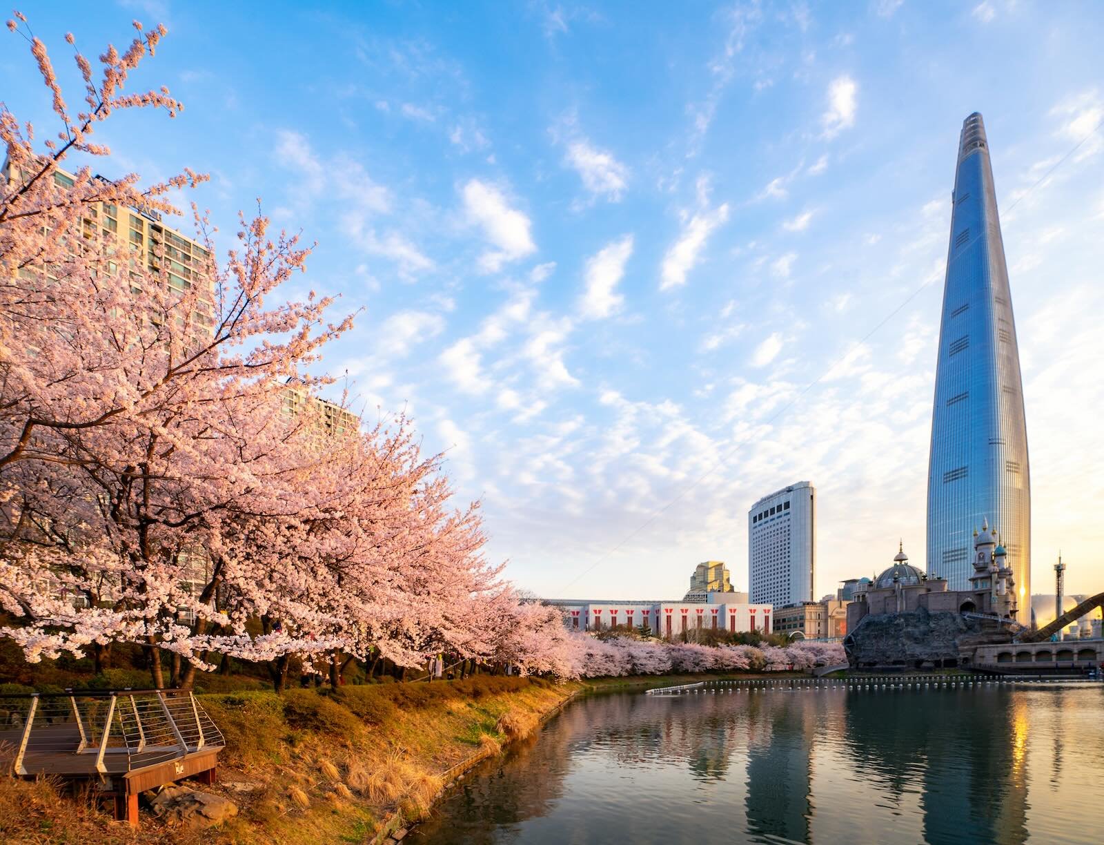 Seokchon Lake with cherry blossoms in bloom and the Lotte Tower in the background